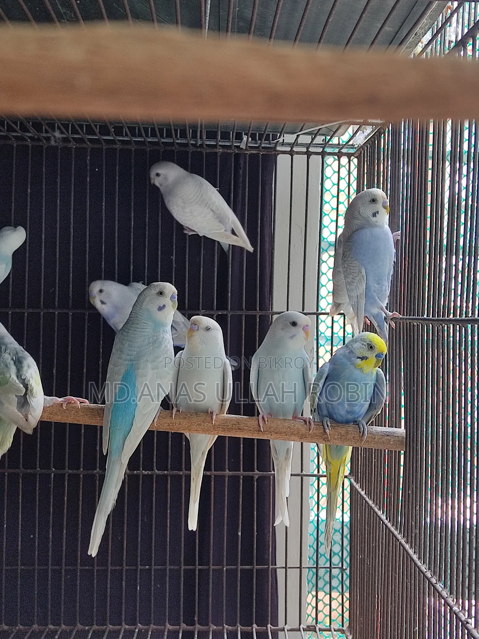 Budgie Baby