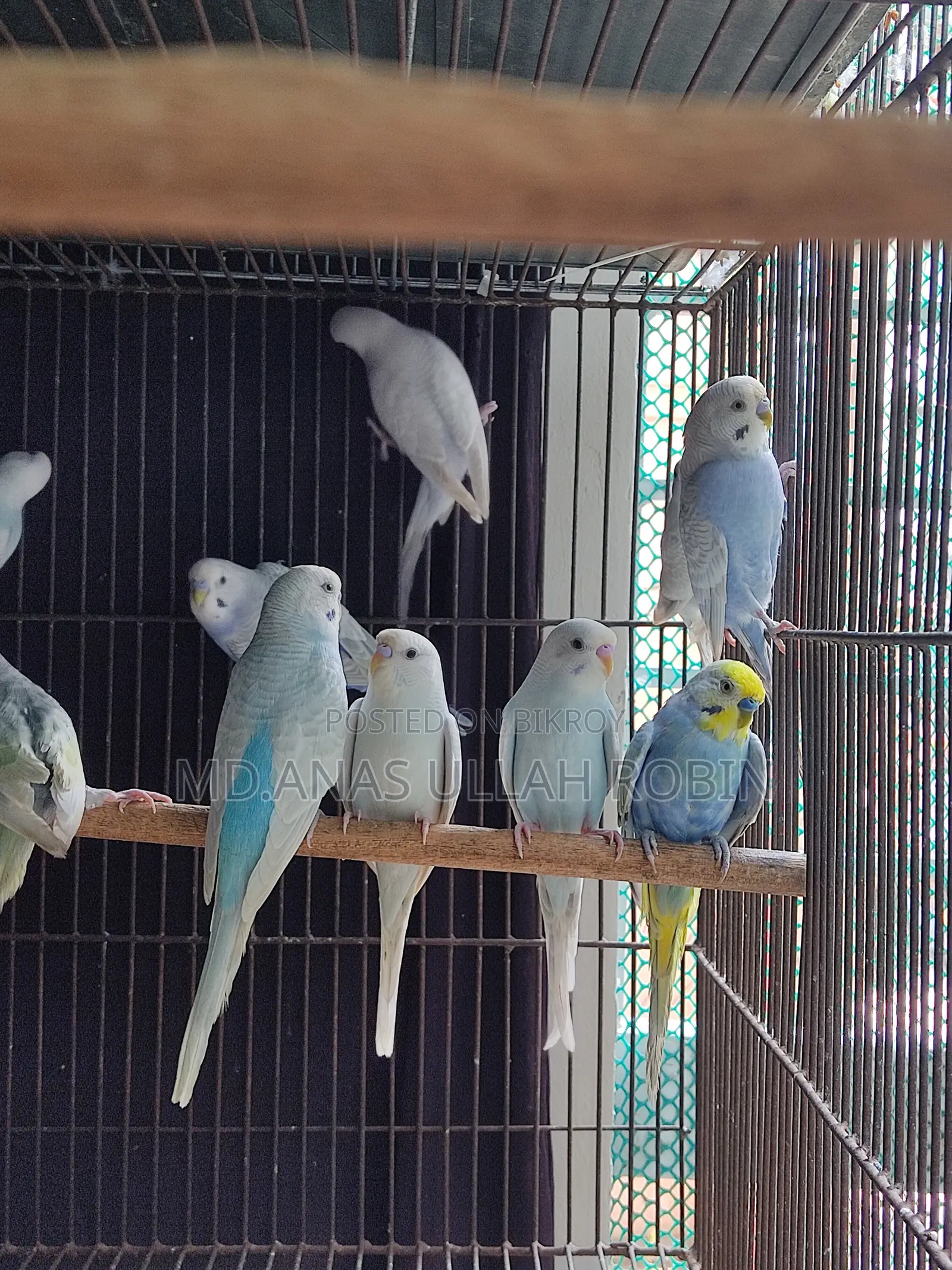 Budgie Baby