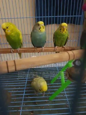 বাজিগর পাখি চারটি