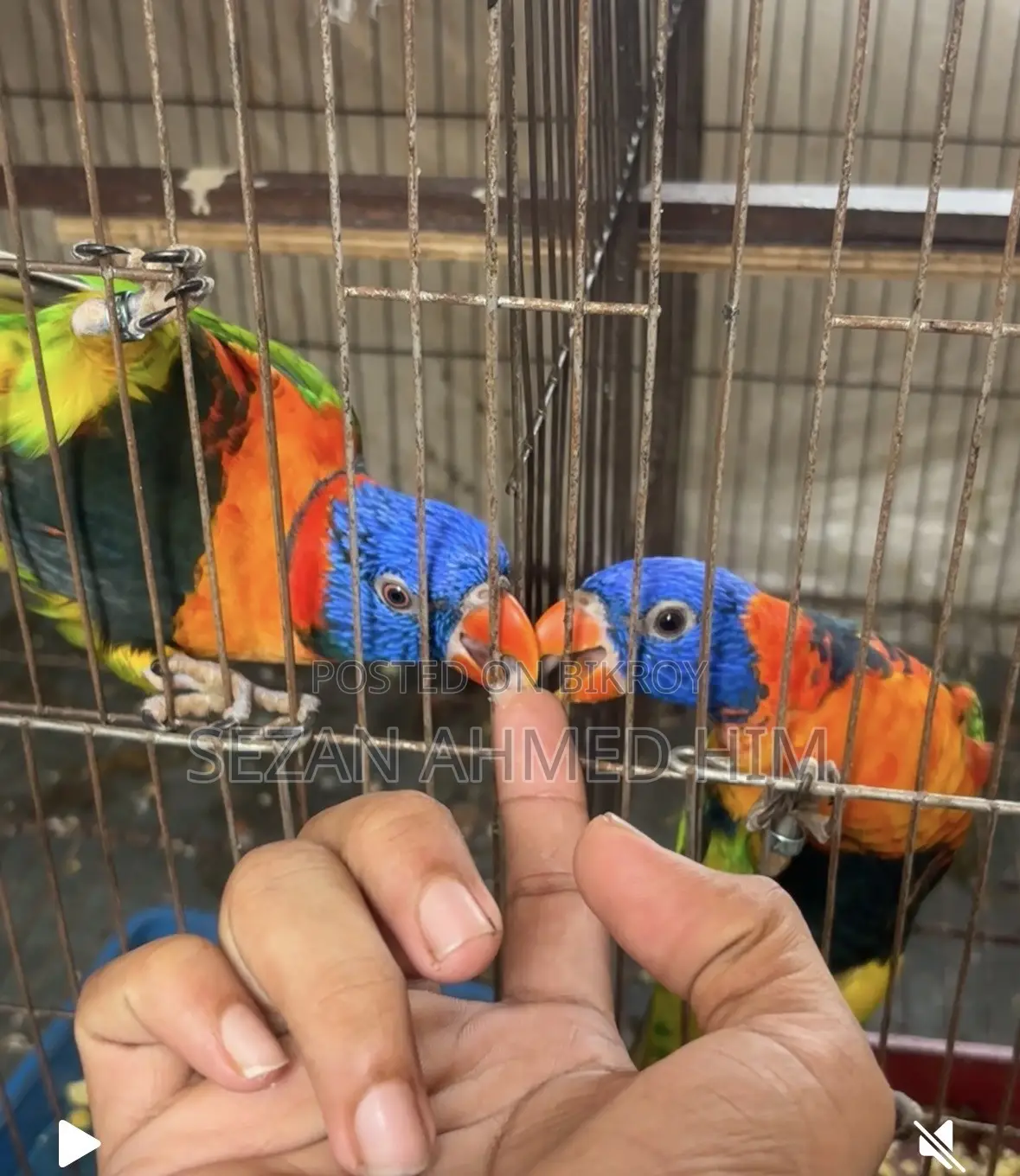 লরিকাট পাখি