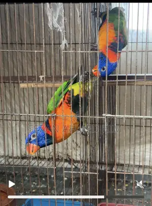 লরিকাট পাখি