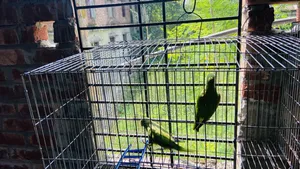 এক জোড়া টিয়া পাখি