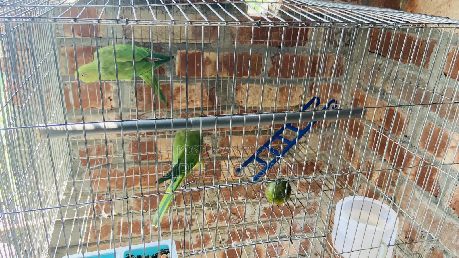 এক জোড়া টিয়া পাখি