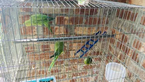 এক জোড়া টিয়া পাখি