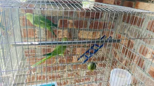 এক জোড়া টিয়া পাখি