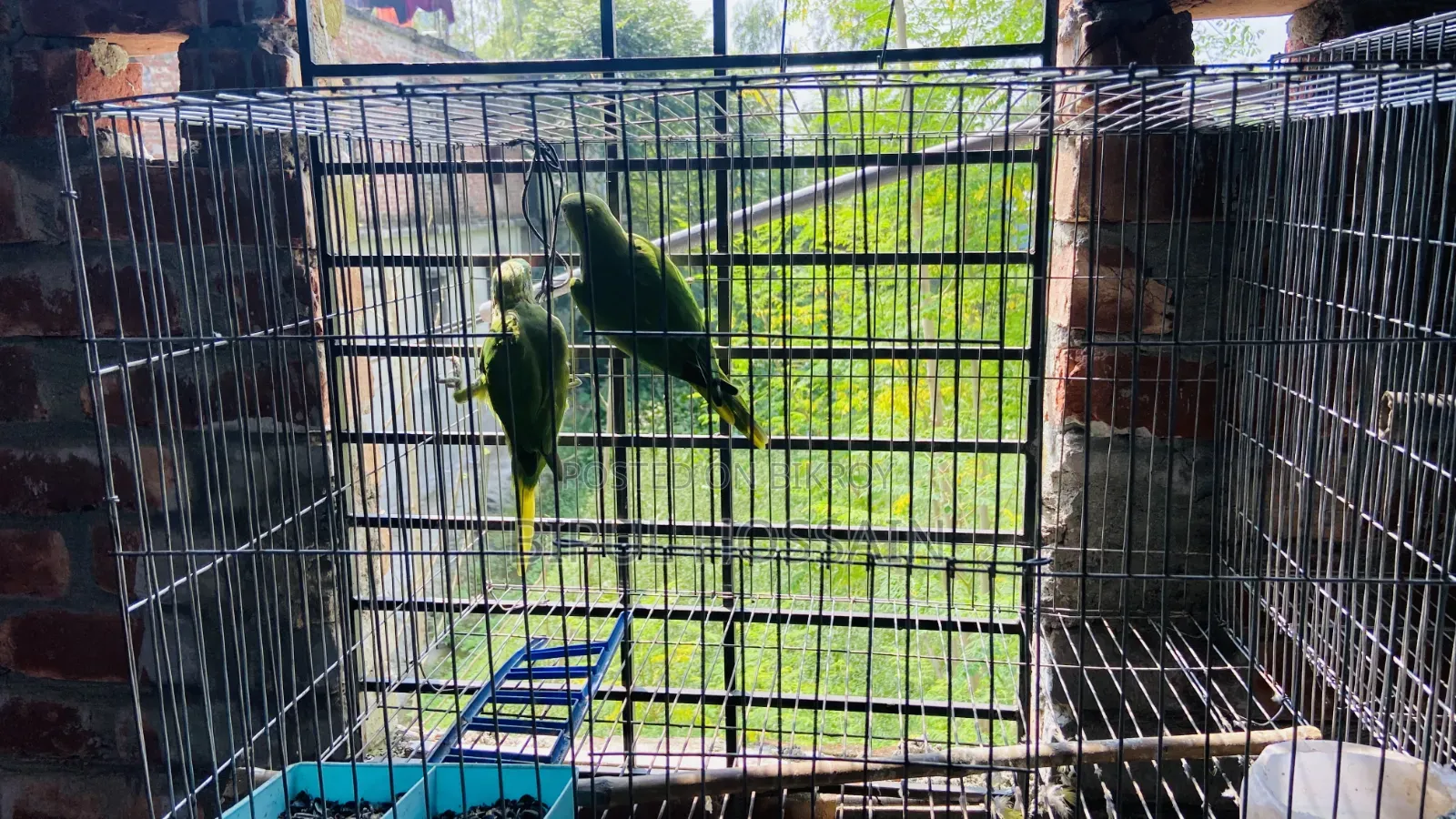 এক জোড়া টিয়া পাখি