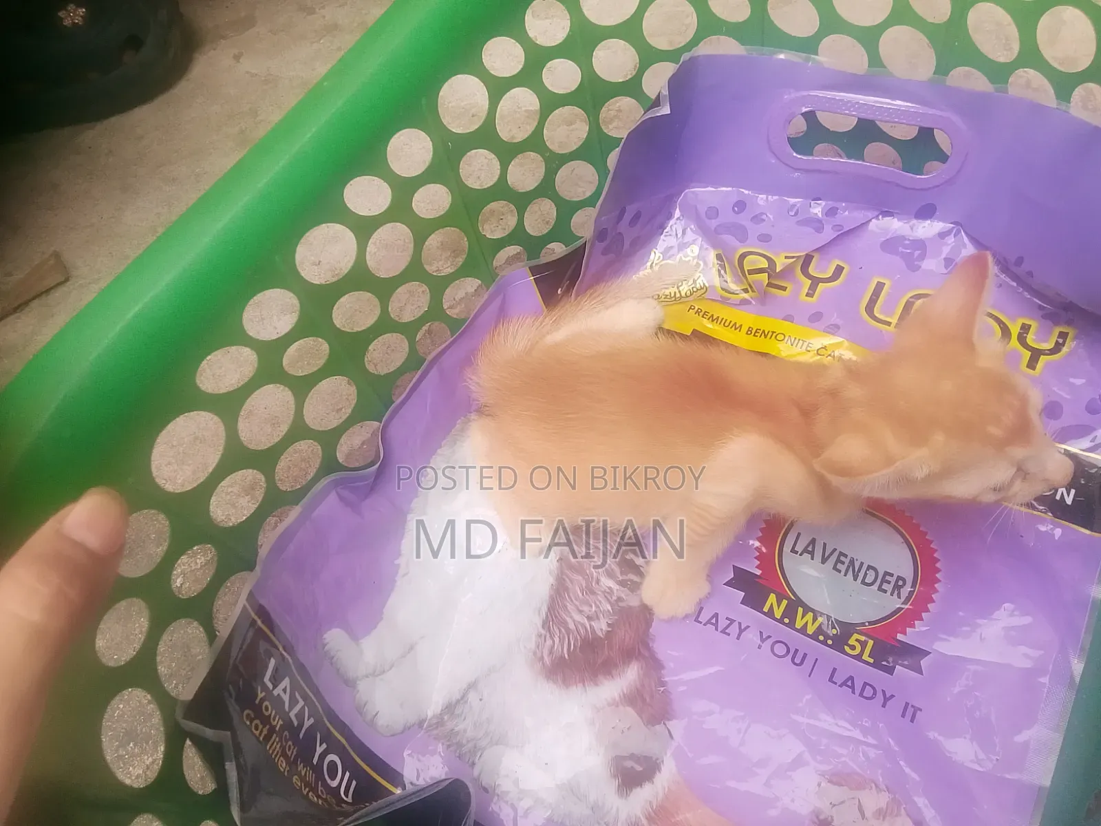 0-1 Month Male Mixed Breed Persian Cat