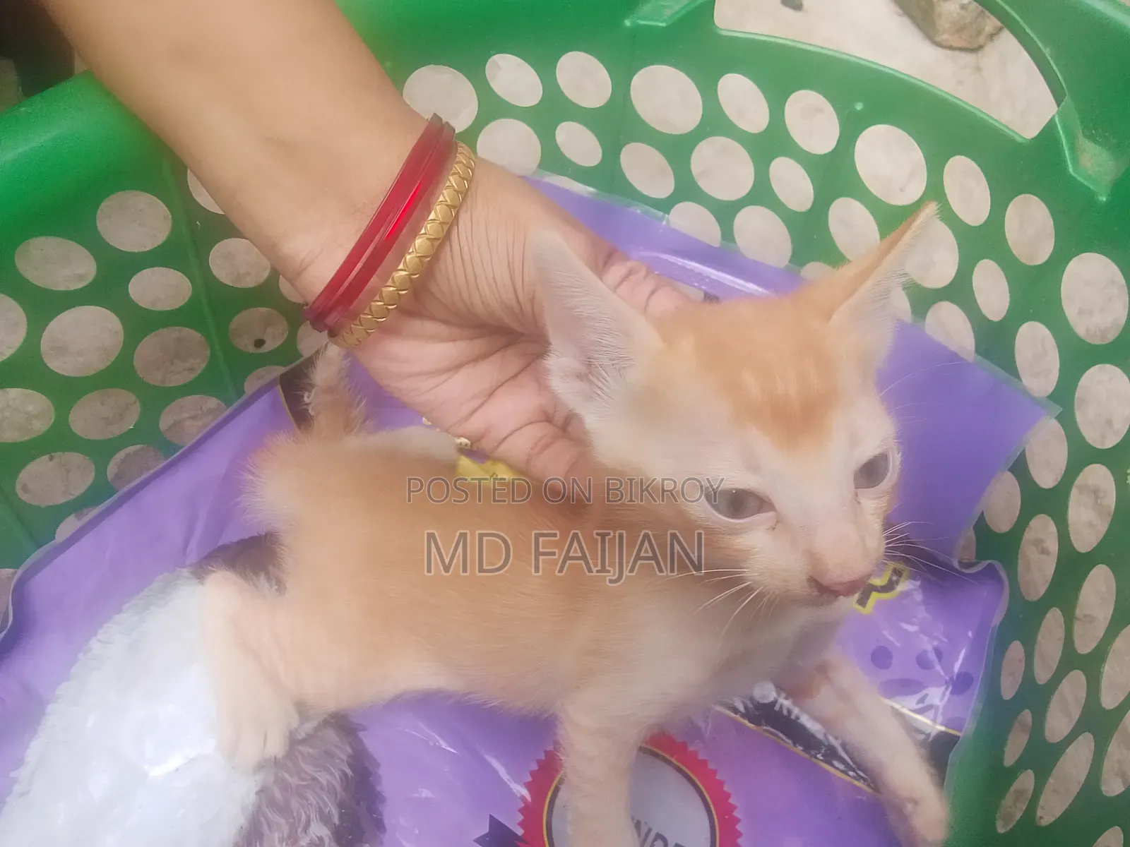 0-1 Month Male Mixed Breed Persian Cat