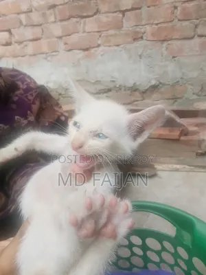 0-1 Month Male Mixed Breed Persian Cat