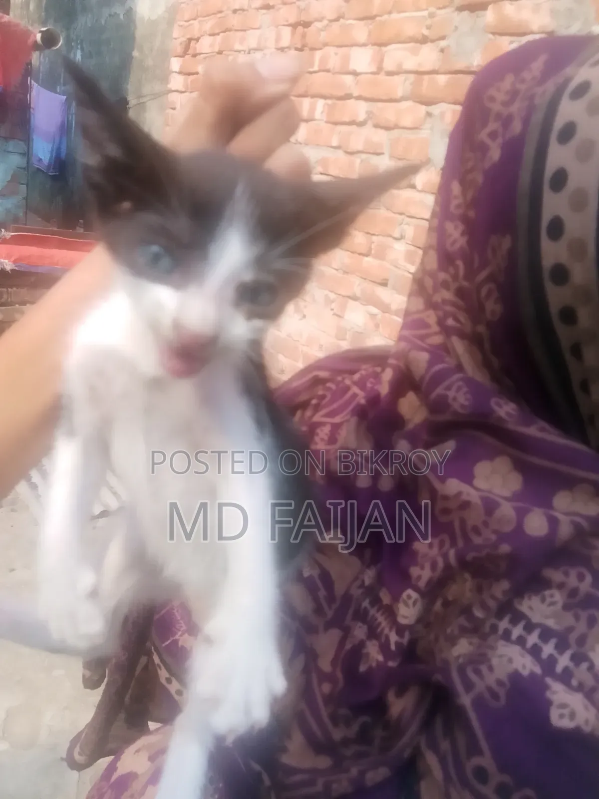 0-1 Month Male Mixed Breed Persian Cat
