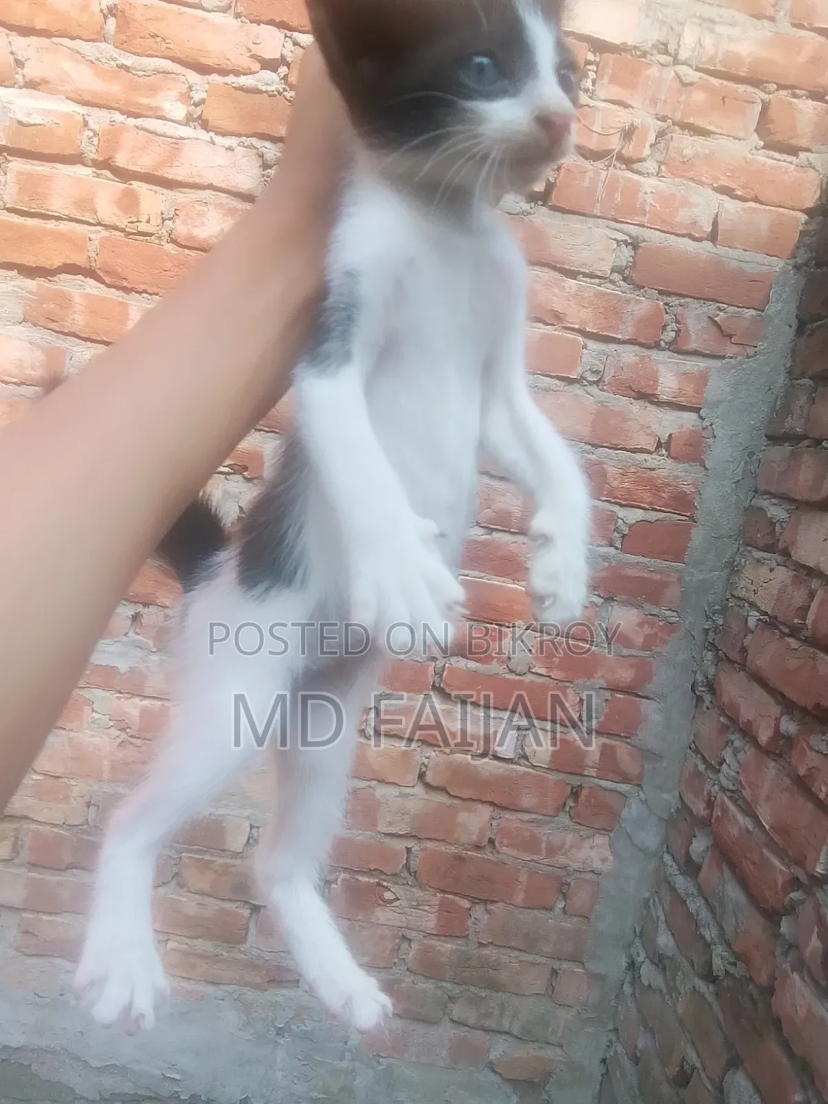0-1 Month Male Mixed Breed Persian Cat