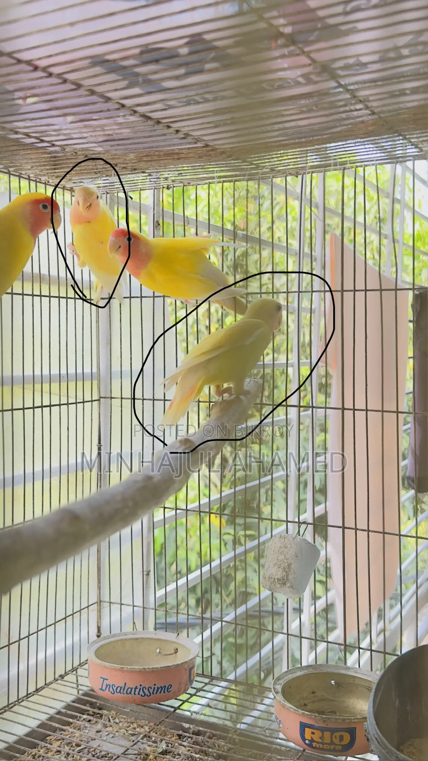 লুটিনো লাভ বার্ড