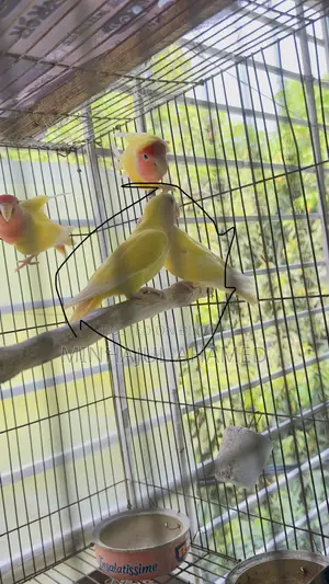 লুটিনো লাভ বার্ড