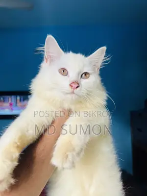 3-6 months Female Mixed Breed Persian