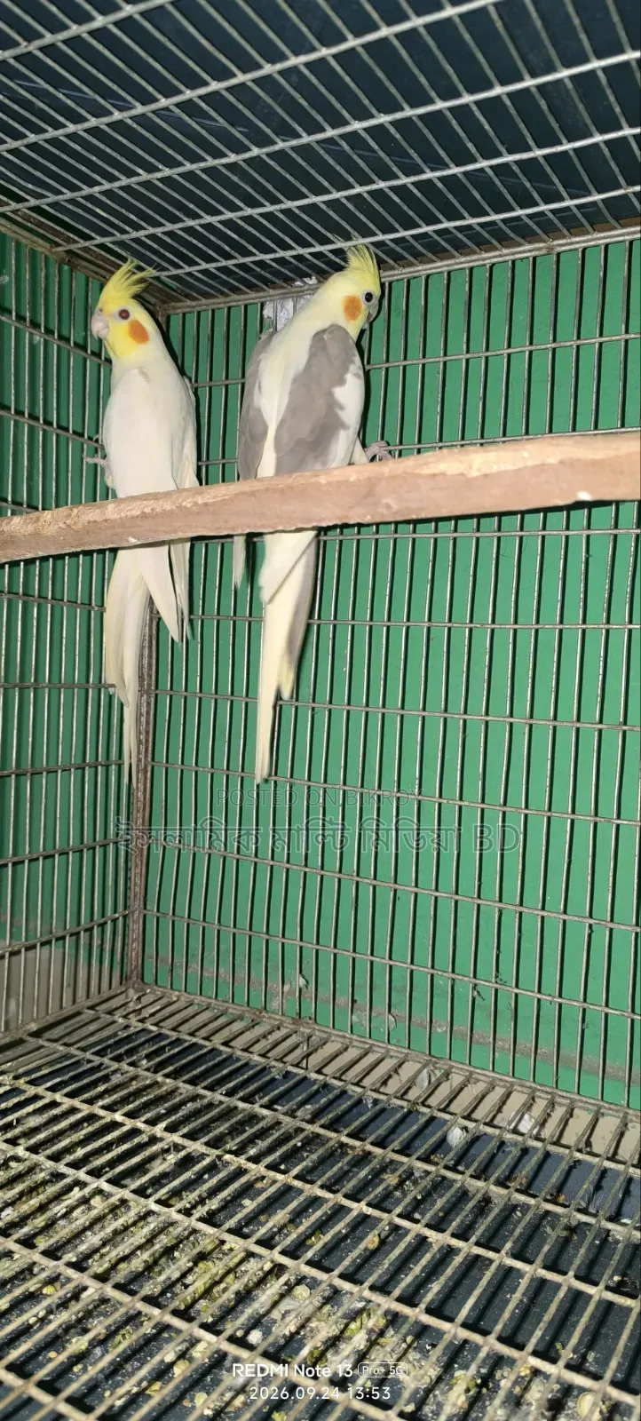 ১০০% সুস্থ সবল রানিং পাখি