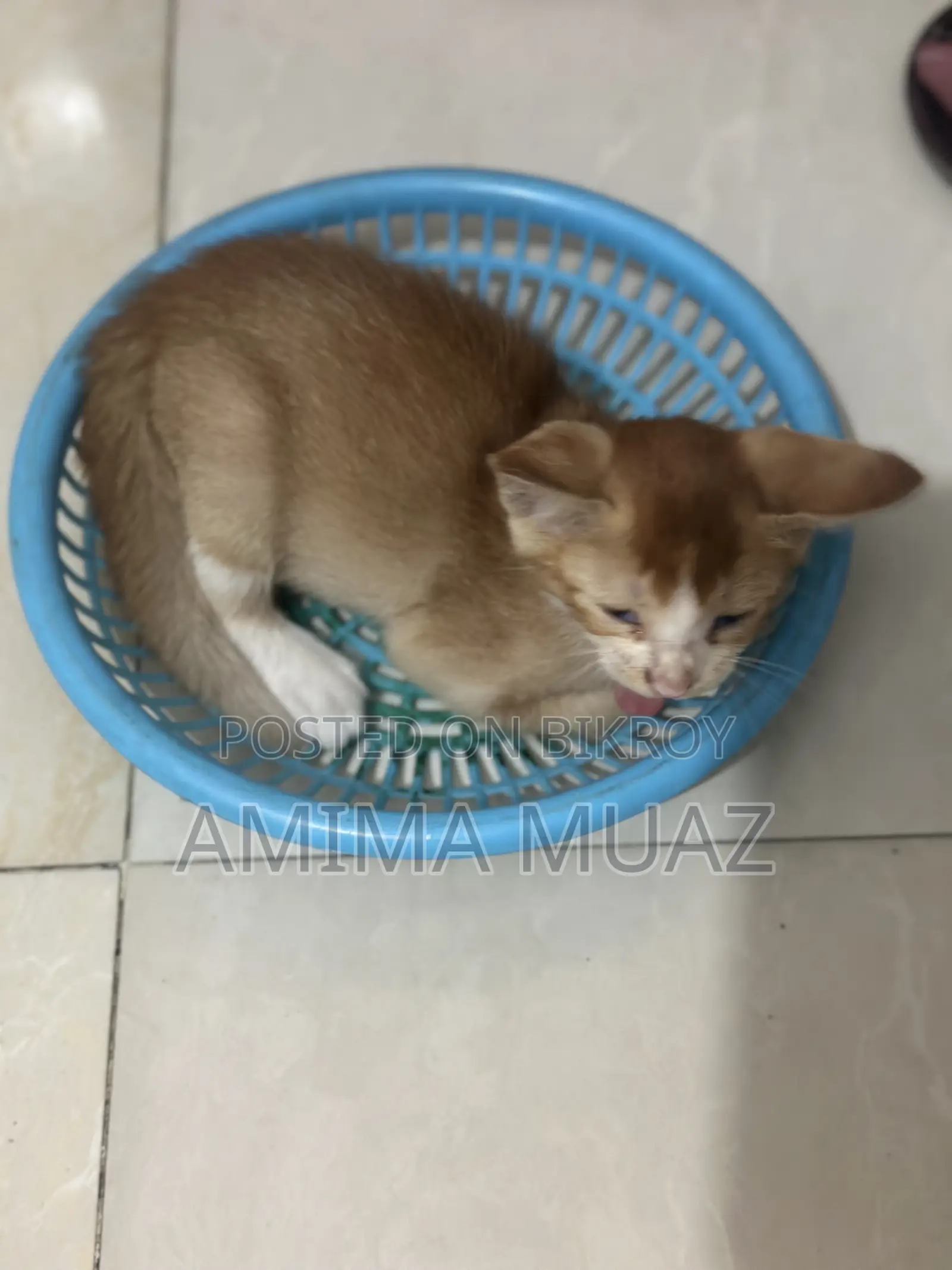 1-3 months Female Mixed Breed Bengal