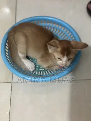 1-3 months Female Mixed Breed Bengal