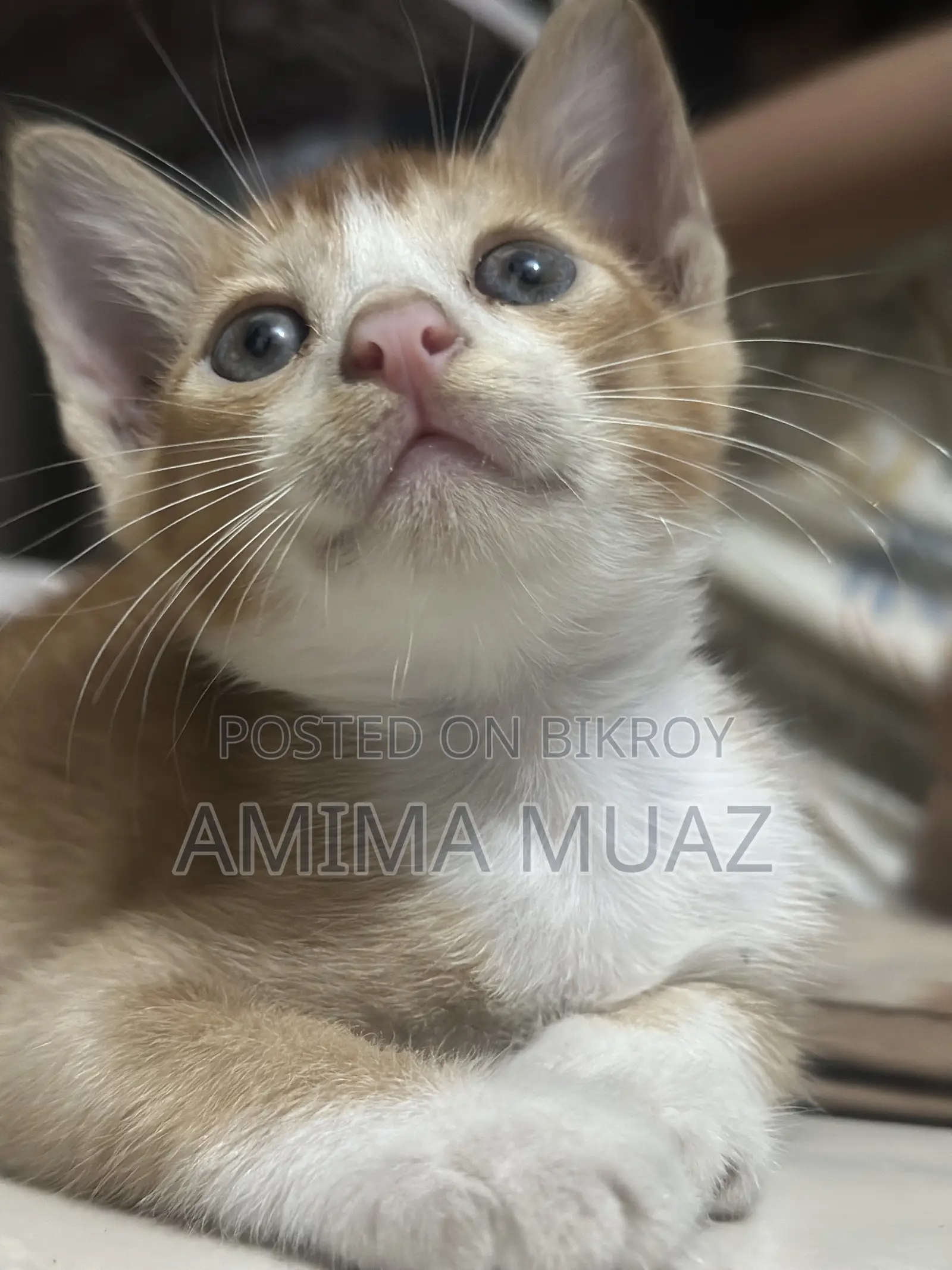 1-3 months Female Mixed Breed Bengal