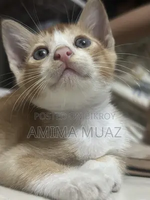 1-3 months Female Mixed Breed Bengal