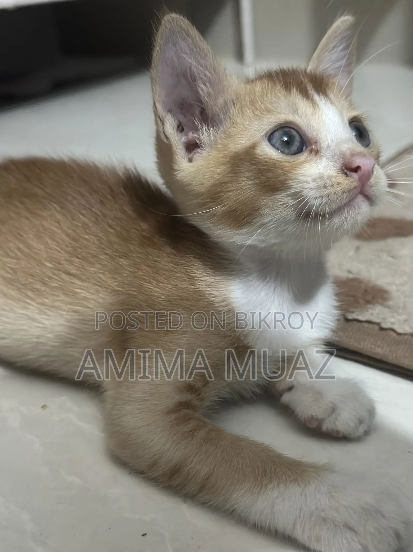 1-3 months Female Mixed Breed Bengal