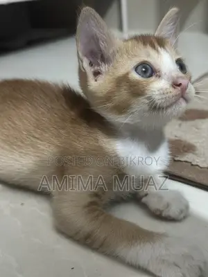 1-3 months Female Mixed Breed Bengal