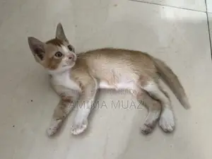 1-3 months Female Mixed Breed Bengal