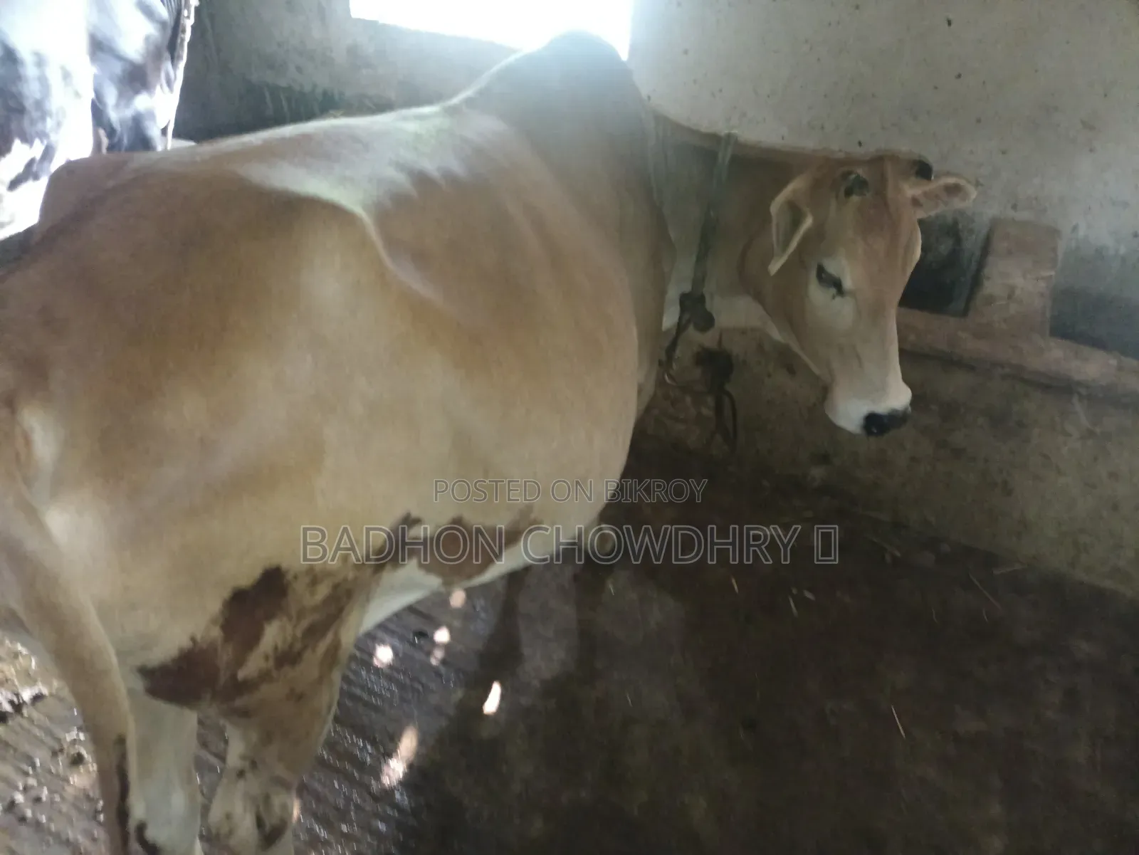গরু বিক্রি করব