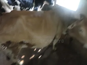 গরু বিক্রি করব