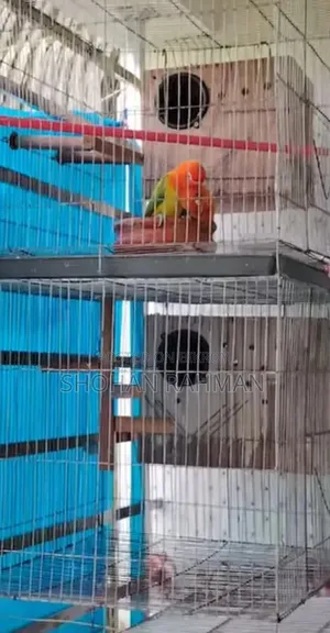 লাভ বার্ড মেল+ফিমেল