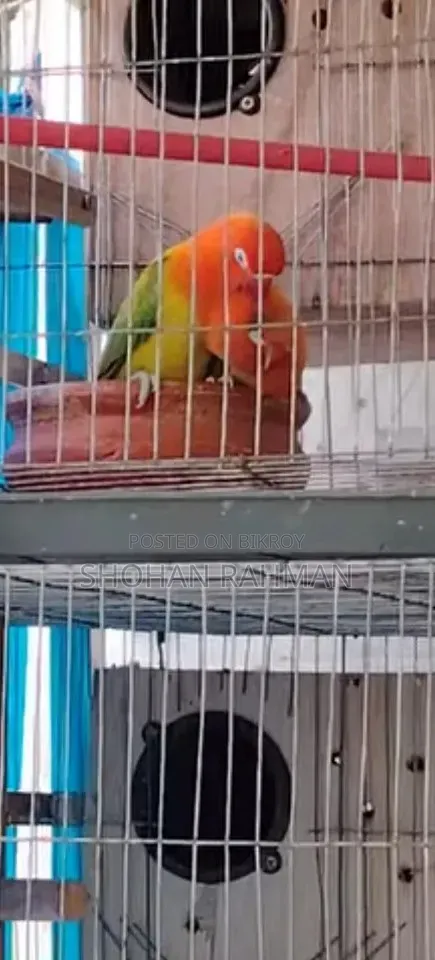 লাভ বার্ড মেল+ফিমেল