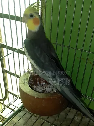 ১ পিস এডাল্ট মেল কোকাটাইল। বয়স ১৮ মাস।