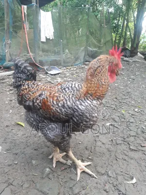 টাইগার বড় মোরগা