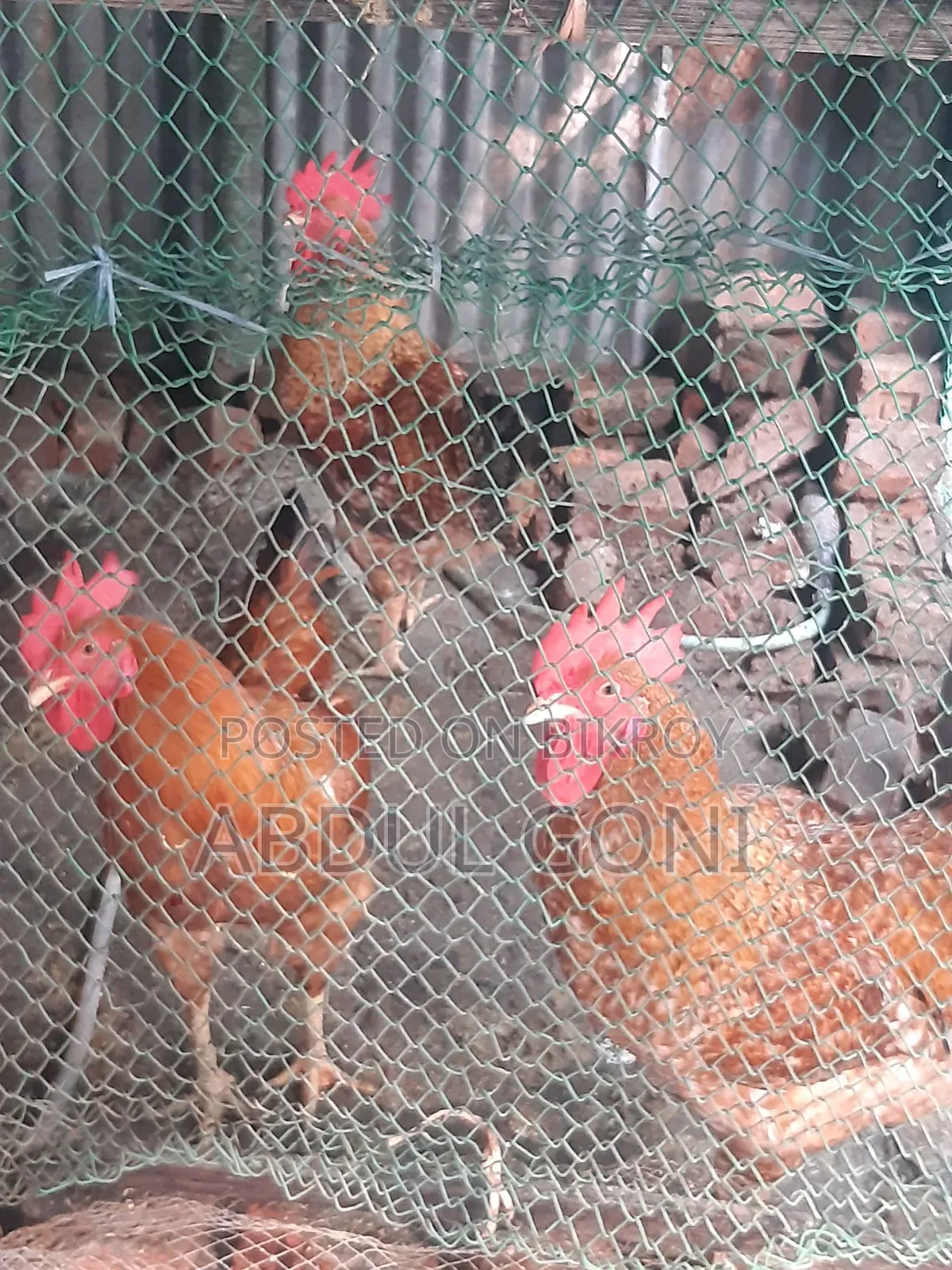 টাইগার বড় মোরগা
