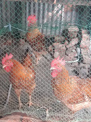 টাইগার বড় মোরগা