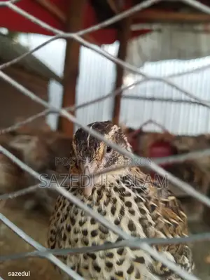 Running Egg-laying Japanese Breed Quail Birds