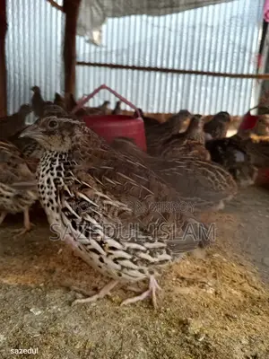 Running Egg-laying Japanese Breed Quail Birds