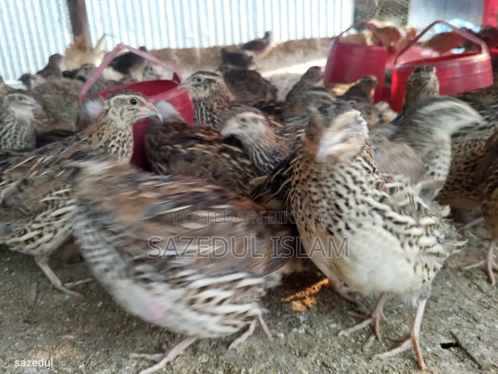 Running Egg-laying Japanese Breed Quail Birds
