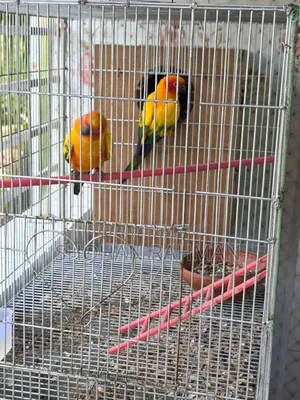 সানকুনুর মেল+ফিমেল ডিএনএ কার্ড সহ
