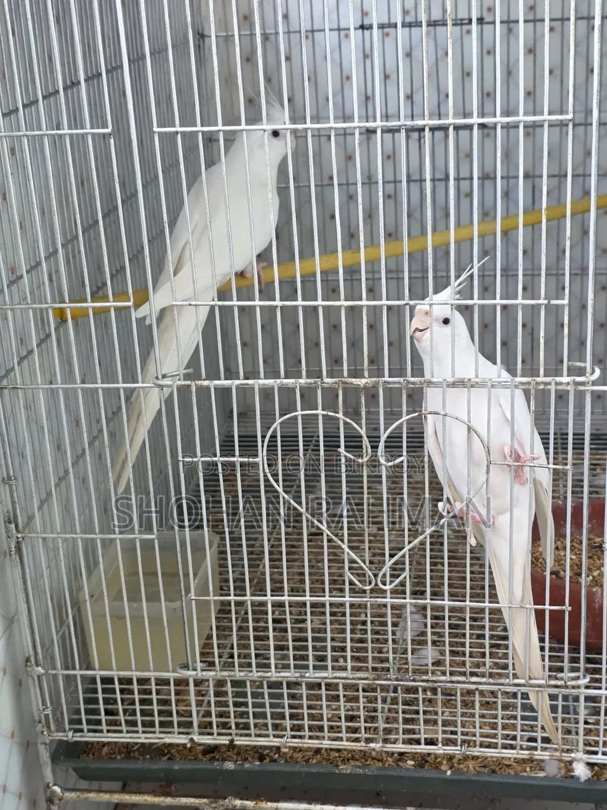 কোকাটেল এলবিনো