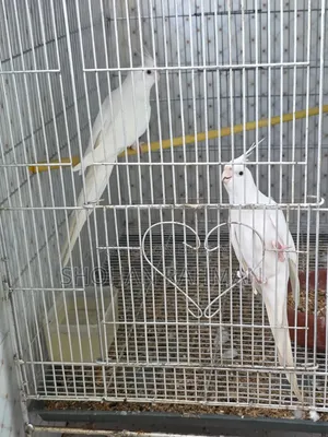 কোকাটেল এলবিনো