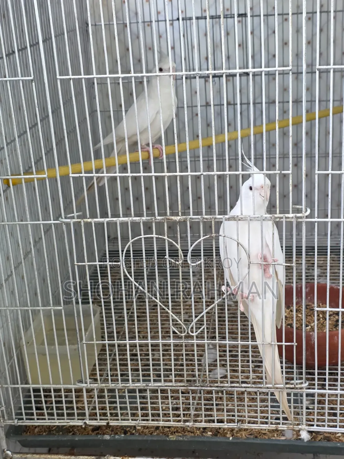 কোকাটেল এলবিনো