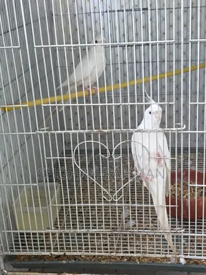 কোকাটেল এলবিনো