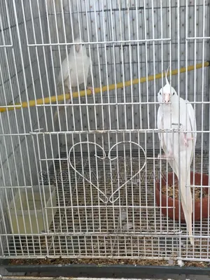 কোকাটেল এলবিনো