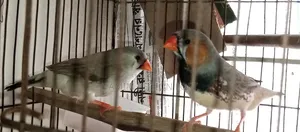 জাম্বো ফিঞ্চ