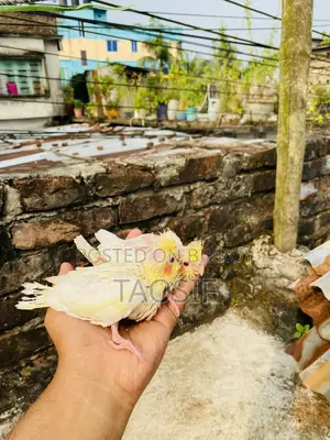 Lutino Cockatiel Baby
