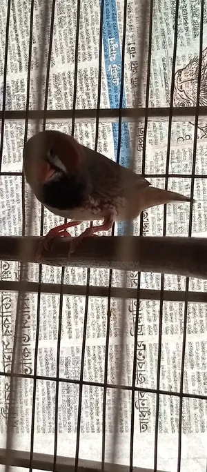 জাম্বো ফিঞ্চ