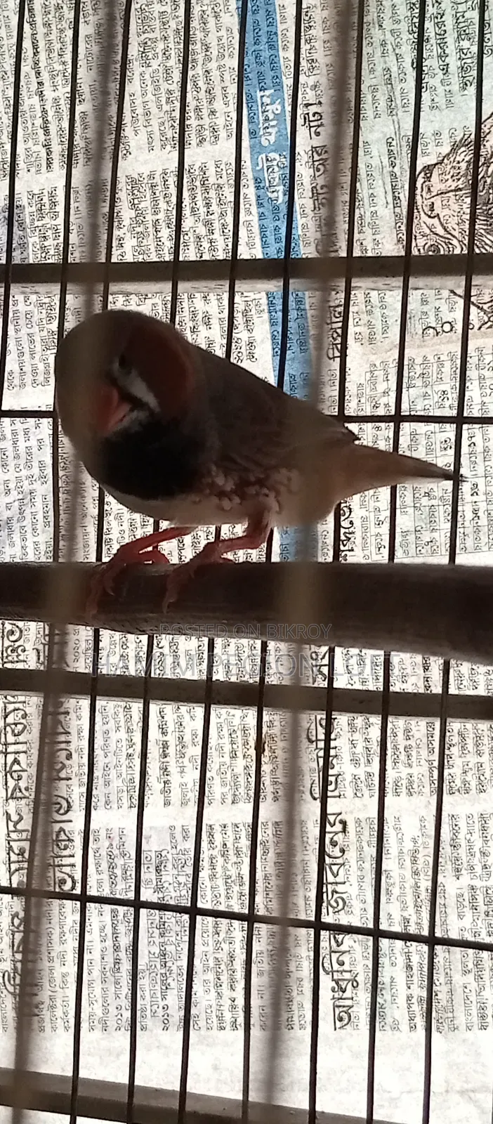 জাম্বো ফিঞ্চ