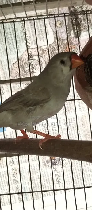 জাম্বো ফিঞ্চ
