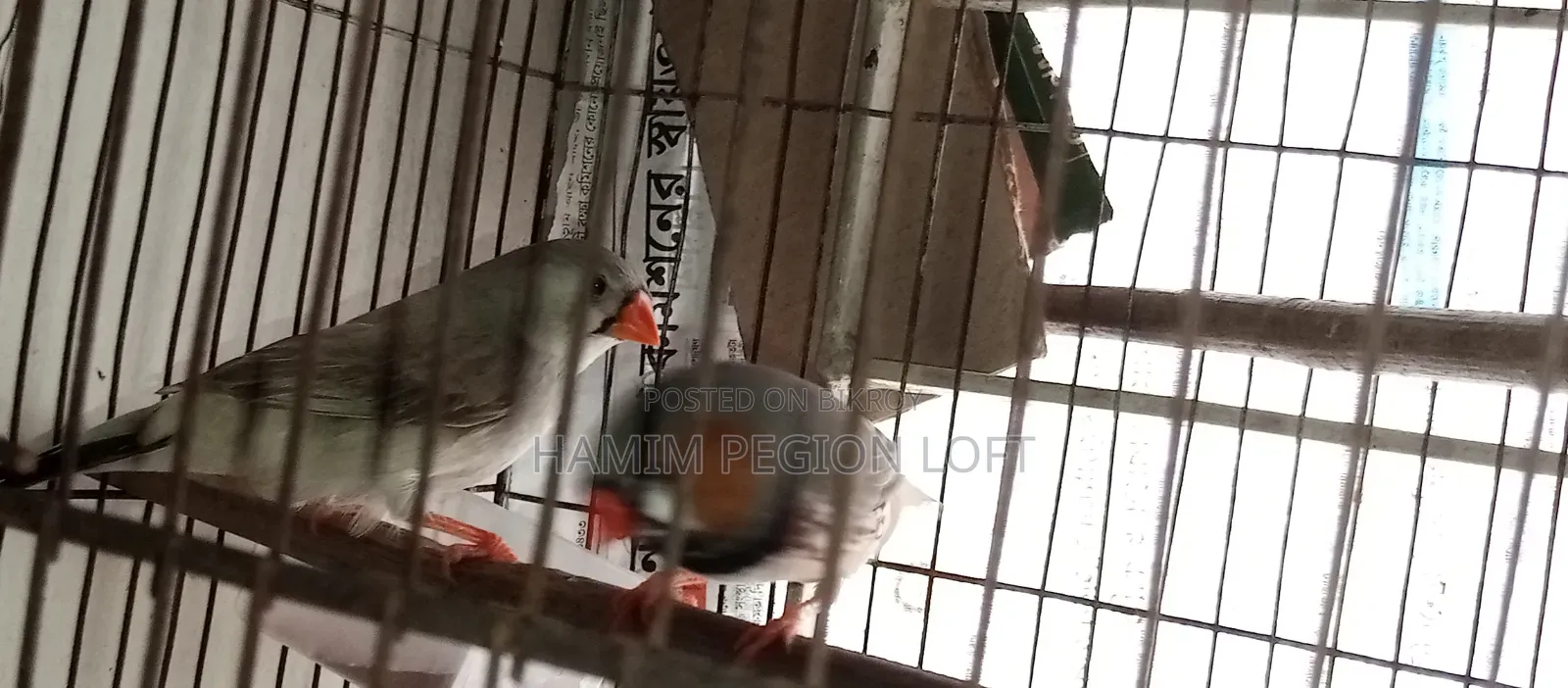 জাম্বো ফিঞ্চ
