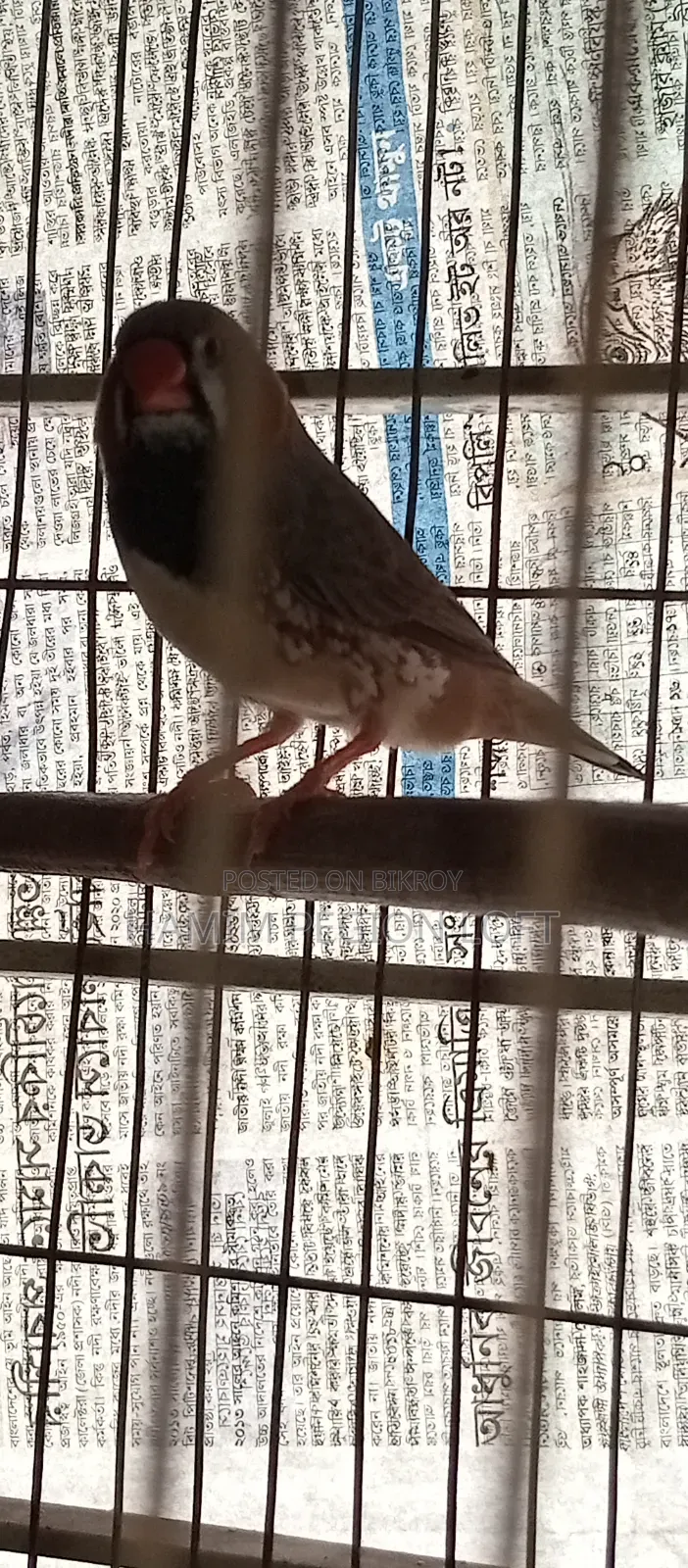 জাম্বো ফিঞ্চ